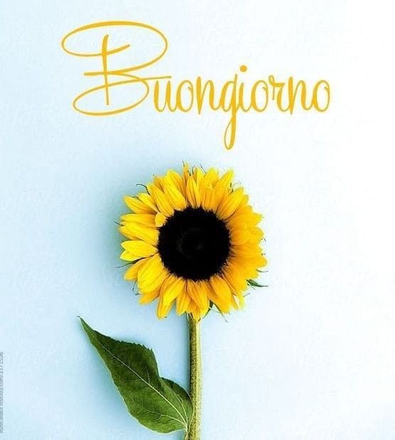 immagini buongiorno autunnale gratis per whatsapp